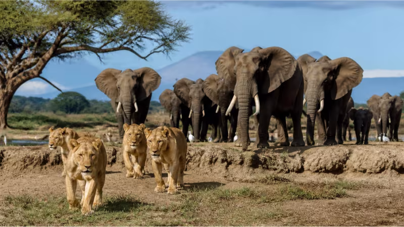 Sinematik Görselliğiyle Büyüleyecek 'Vahşi Doğanın Tozu', National Geographic WILD Ekranlarında Başlıyor