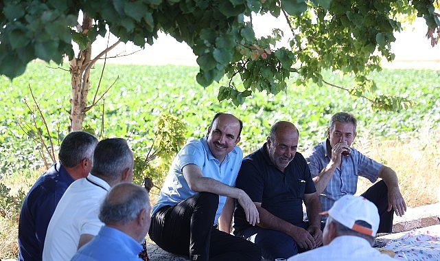 Baskan Altay Altinekinde Hasat Yapti